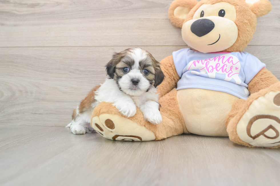Teddy Bear Pup Being Cute