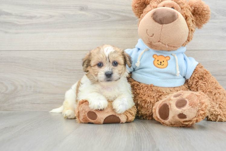 Meet Darcy - our Teddy Bear Puppy Photo 1/3 - Puppy Love PR Teddy Bear Puppy for Adoption