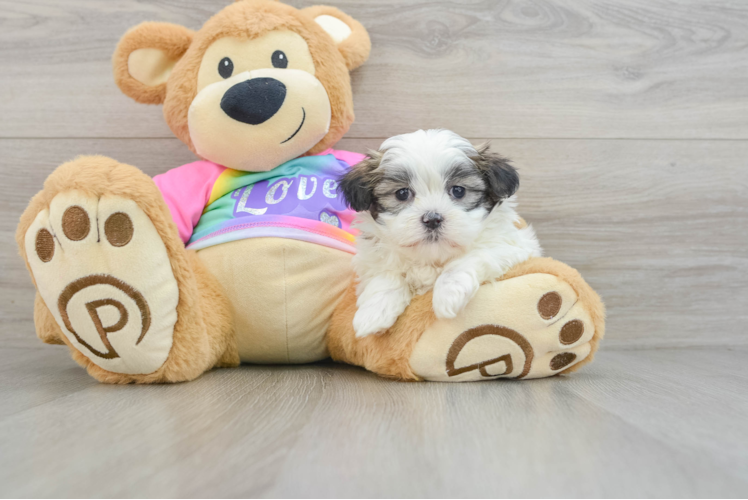 Playful Shichon Designer Puppy