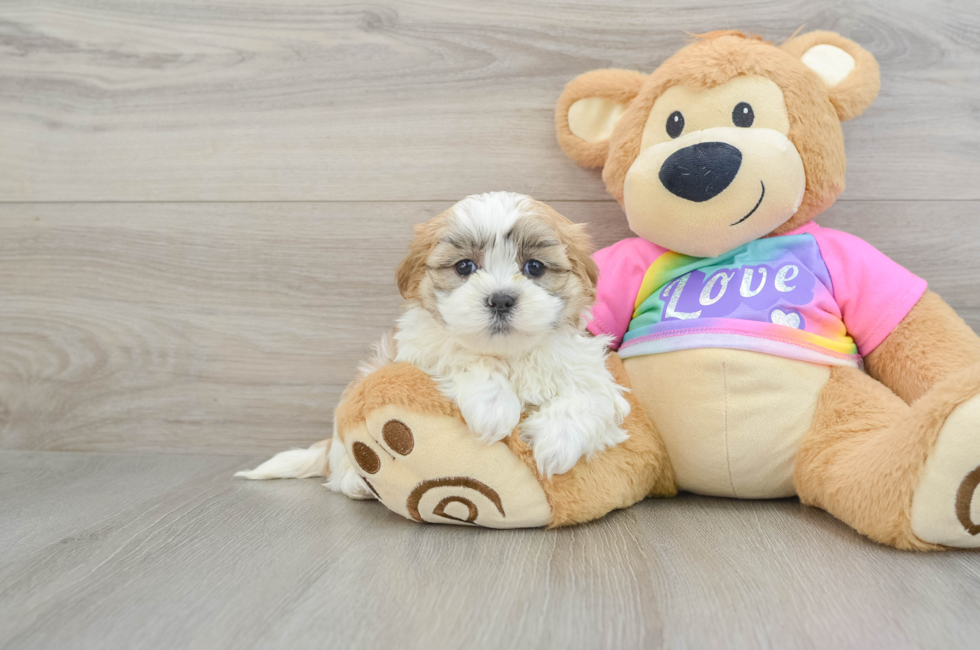 6 week old Teddy Bear Puppy For Sale - Puppy Love PR