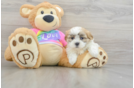 Hypoallergenic Shi Chon Designer Puppy