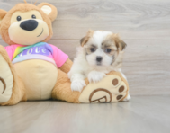 7 week old Teddy Bear Puppy For Sale - Puppy Love PR