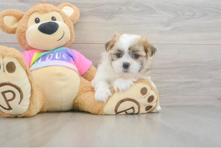 Meet Darcy - our Teddy Bear Puppy Photo 1/3 - Puppy Love PR Cute Teddy Bear Baby