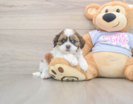 8 week old Teddy Bear Puppy For Sale - Puppy Love PR