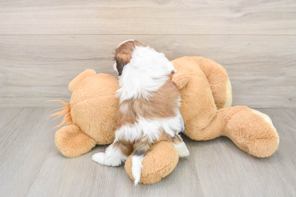 Playful Shichon Designer Puppy