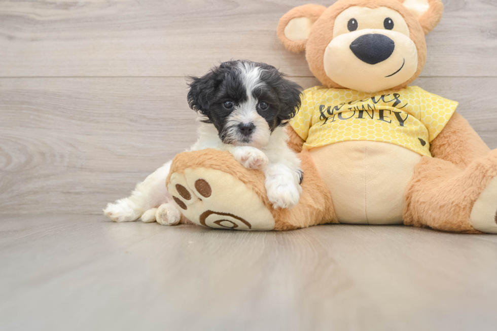Teddy Bear Pup Being Cute
