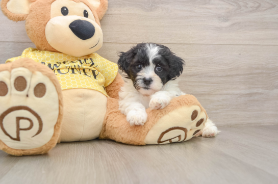 Friendly Teddy Bear Baby