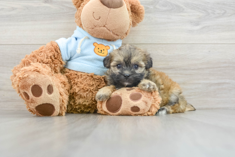 Meet Deb - our Teddy Bear Puppy Photo 1/3 - Puppy Love PR Teddy Bear Puppy for Adoption