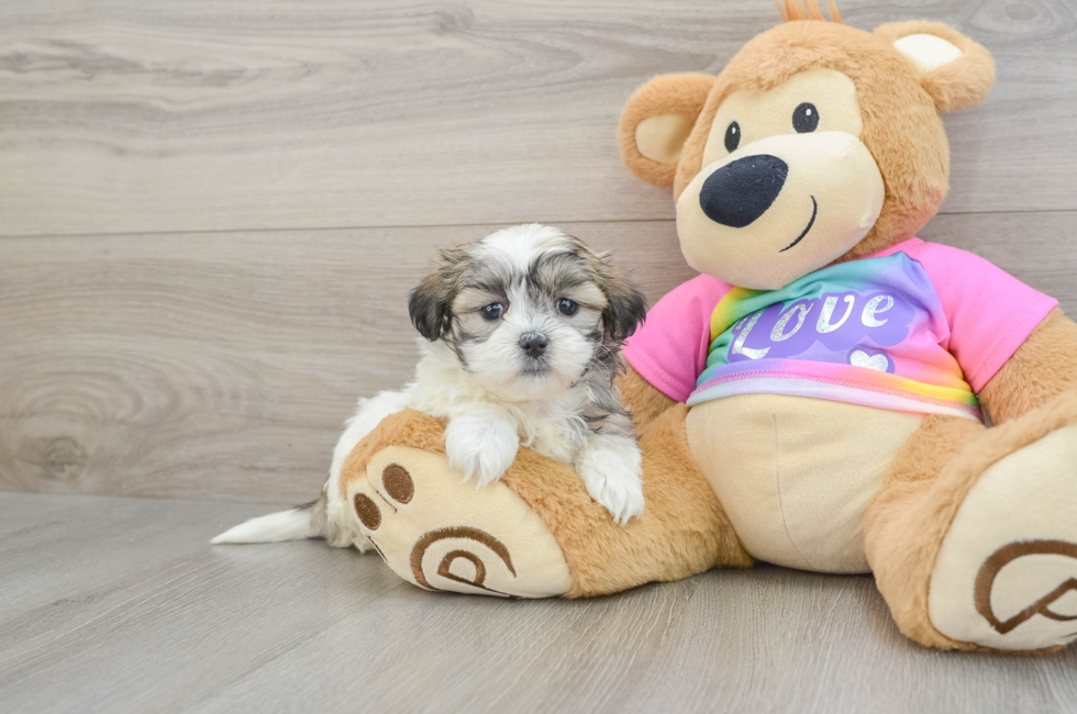 8 week old Teddy Bear Puppy For Sale - Puppy Love PR