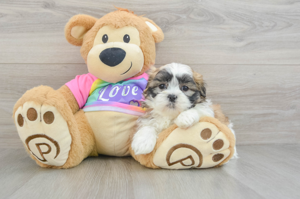 6 week old Teddy Bear Puppy For Sale - Puppy Love PR