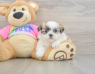 7 week old Teddy Bear Puppy For Sale - Puppy Love PR