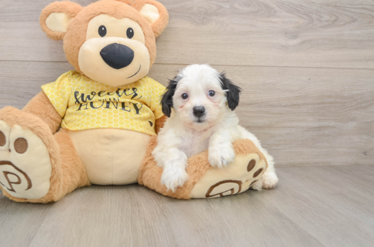 Best Teddy Bear Baby