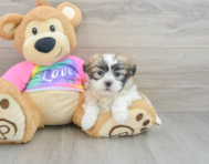 8 week old Teddy Bear Puppy For Sale - Puppy Love PR