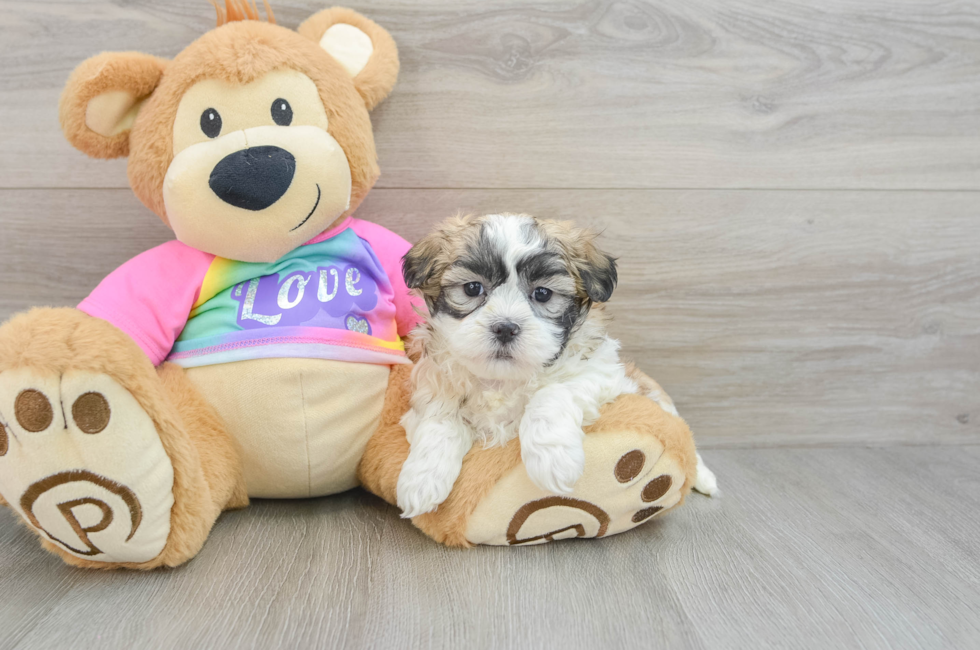 8 week old Teddy Bear Puppy For Sale - Puppy Love PR