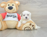 6 week old Teddy Bear Puppy For Sale - Puppy Love PR