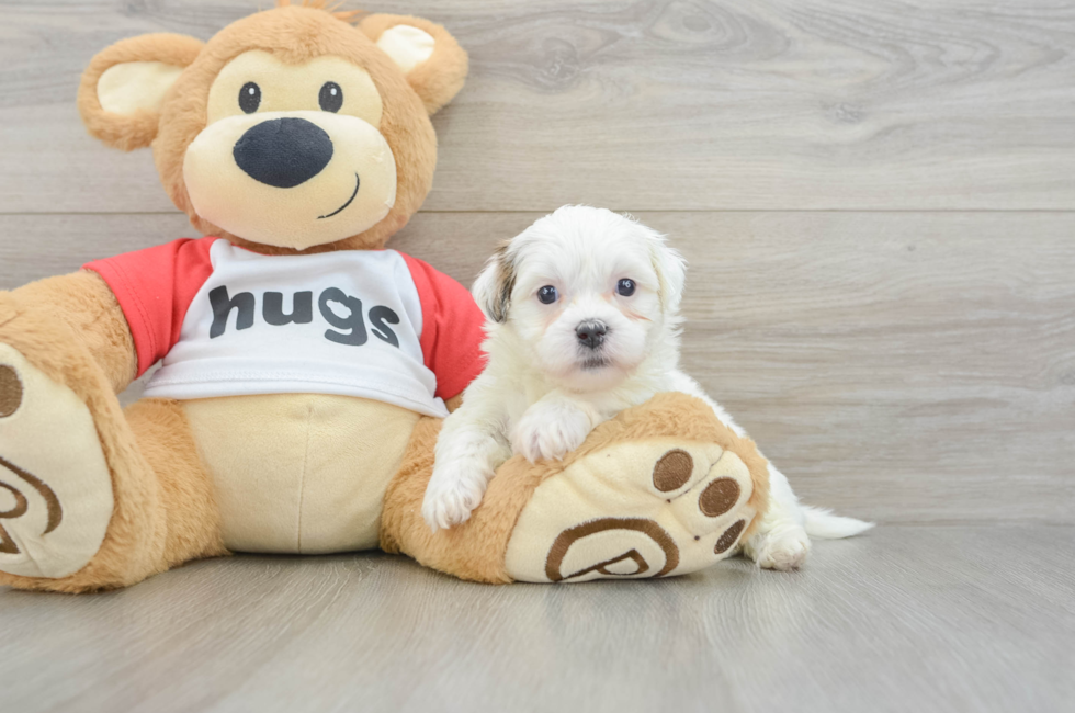 6 week old Teddy Bear Puppy For Sale - Puppy Love PR
