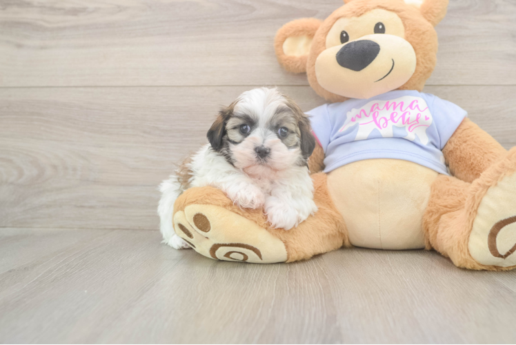 Cute Teddy Bear Baby