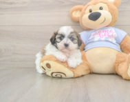 6 week old Teddy Bear Puppy For Sale - Puppy Love PR
