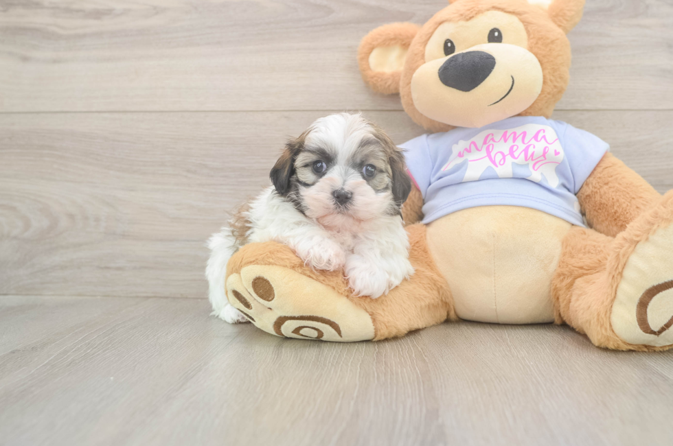 5 week old Teddy Bear Puppy For Sale - Puppy Love PR
