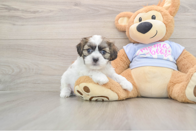 Happy Teddy Bear Baby