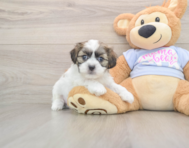 8 week old Teddy Bear Puppy For Sale - Puppy Love PR