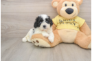 Teddy Bear Puppy for Adoption