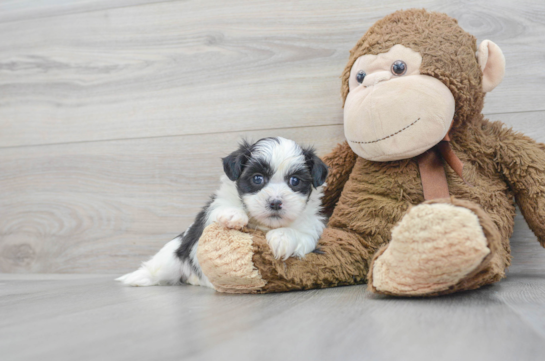 Teddy Bear Pup Being Cute