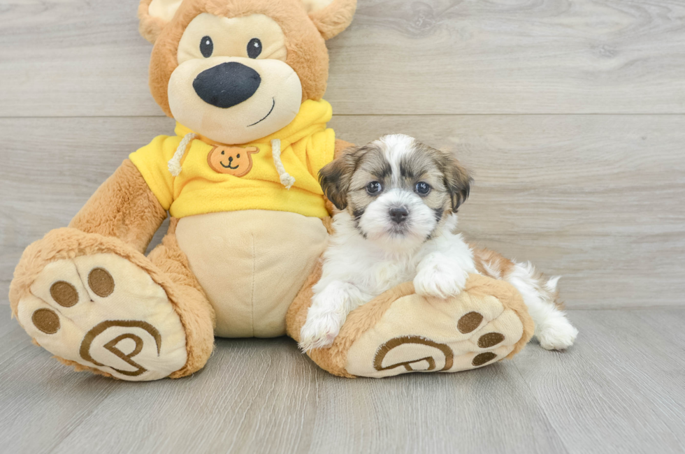 5 week old Teddy Bear Puppy For Sale - Puppy Love PR