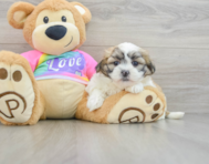 8 week old Teddy Bear Puppy For Sale - Puppy Love PR