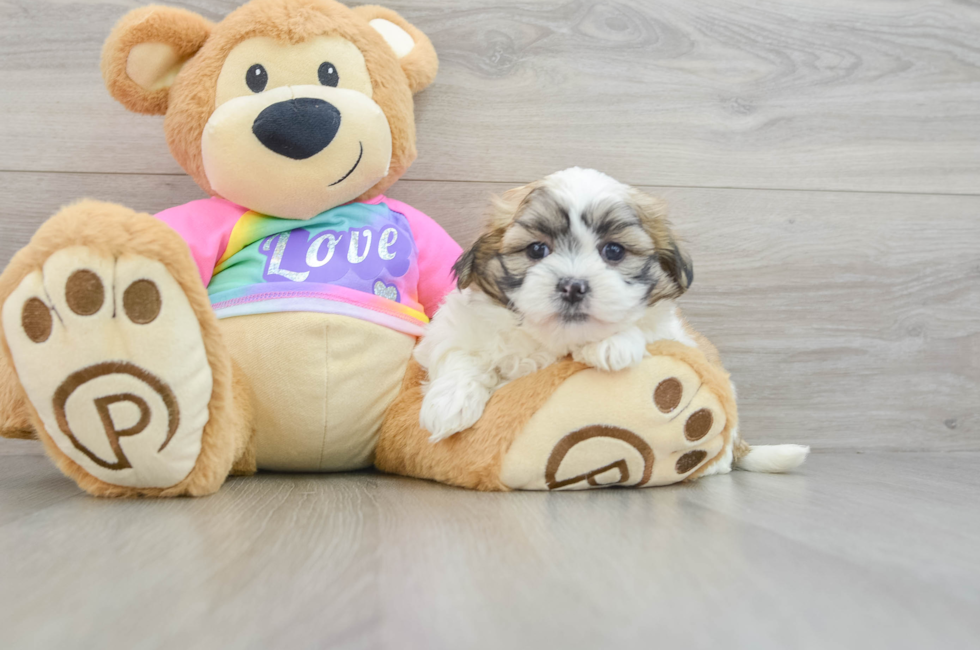 8 week old Teddy Bear Puppy For Sale - Puppy Love PR