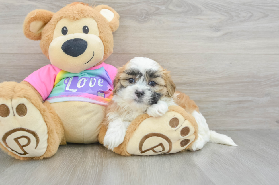 6 week old Teddy Bear Puppy For Sale - Puppy Love PR