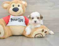 6 week old Teddy Bear Puppy For Sale - Puppy Love PR