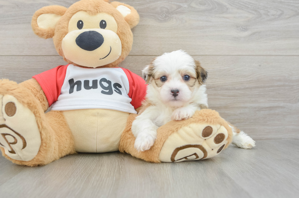 6 week old Teddy Bear Puppy For Sale - Puppy Love PR