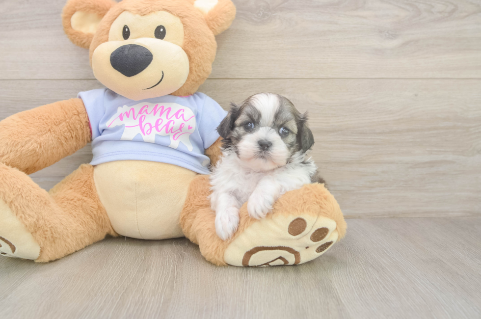 5 week old Teddy Bear Puppy For Sale - Puppy Love PR