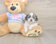 6 week old Teddy Bear Puppy For Sale - Puppy Love PR 6 week old Teddy Bear Puppy For Sale - Puppy Love PR
