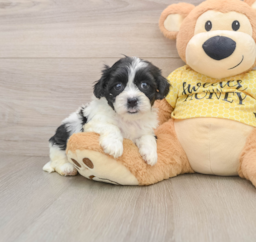 8 week old Teddy Bear Puppy For Sale - Puppy Love PR