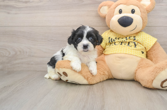 Fluffy Teddy Bear Designer Pup