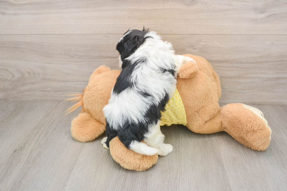 Teddy Bear Pup Being Cute