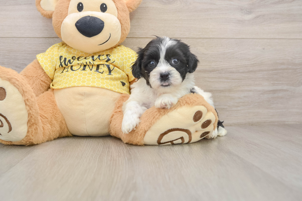 Teddy Bear Puppy for Adoption