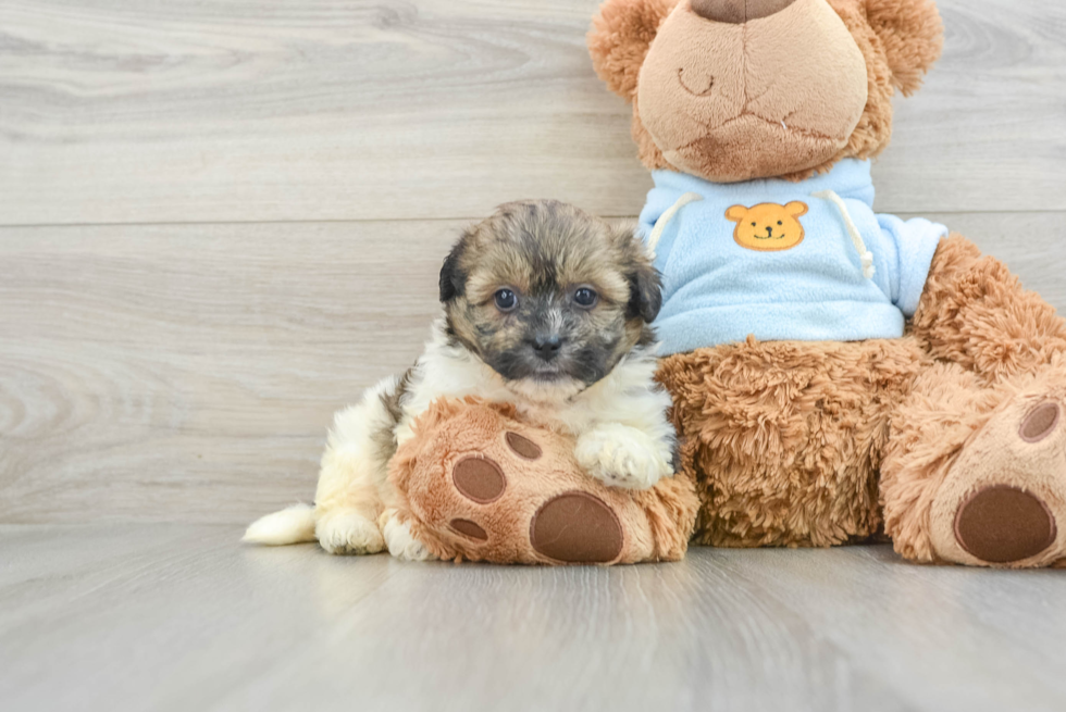 Funny Teddy Bear Designer Pup