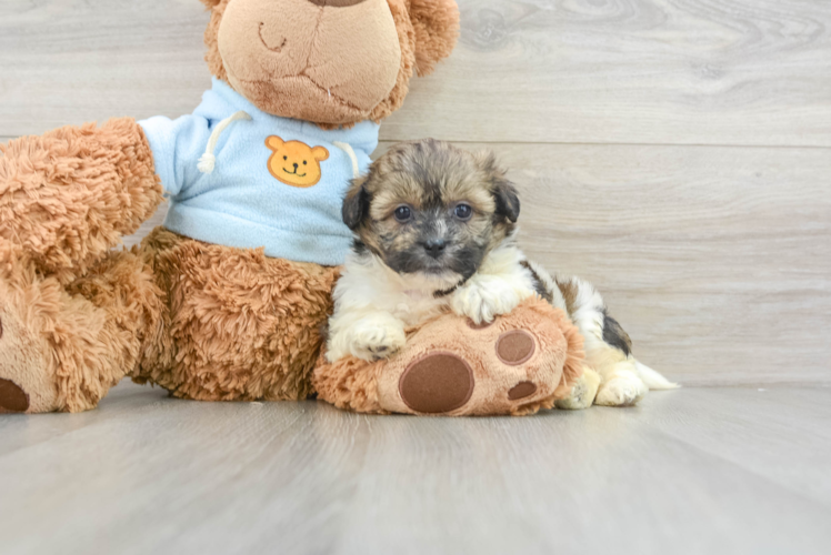 Meet Delaney - our Teddy Bear Puppy Photo 1/3 - Puppy Love PR Adorable Shitzu Designer Puppy