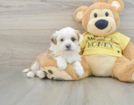 8 week old Teddy Bear Puppy For Sale - Puppy Love PR