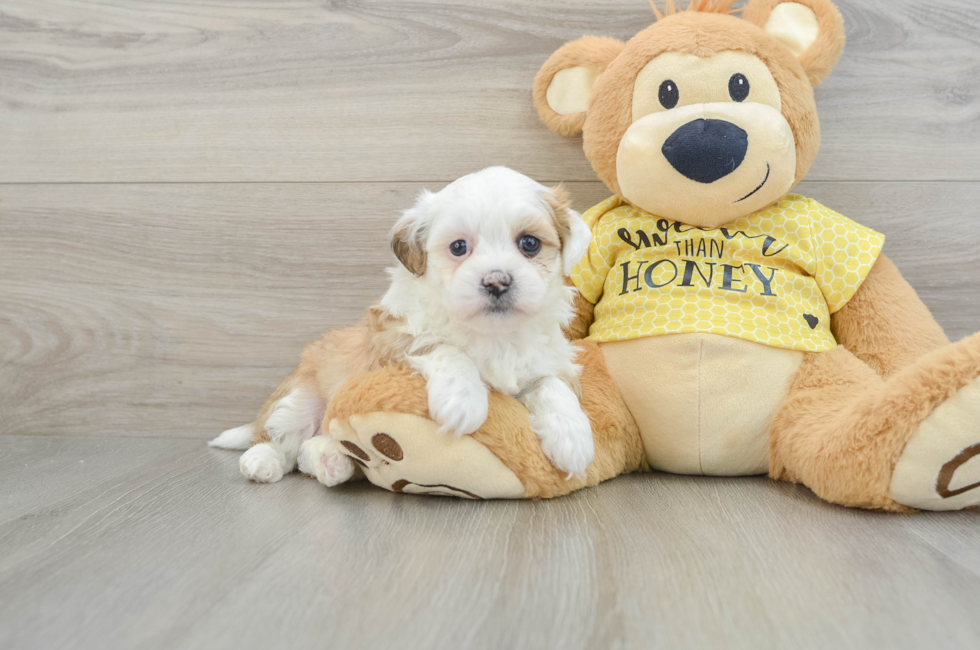 7 week old Teddy Bear Puppy For Sale - Puppy Love PR