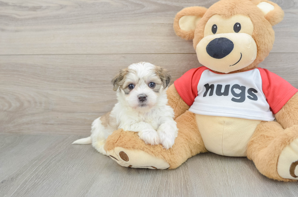 6 week old Teddy Bear Puppy For Sale - Puppy Love PR