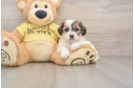 Hypoallergenic Shit Designer Puppy