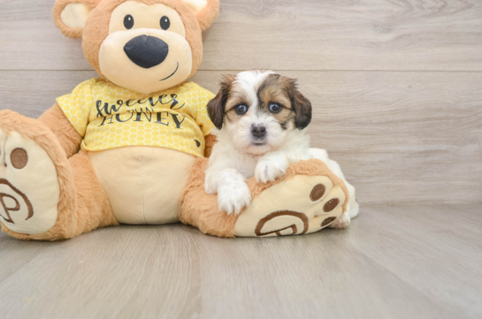 Hypoallergenic Shit Designer Puppy