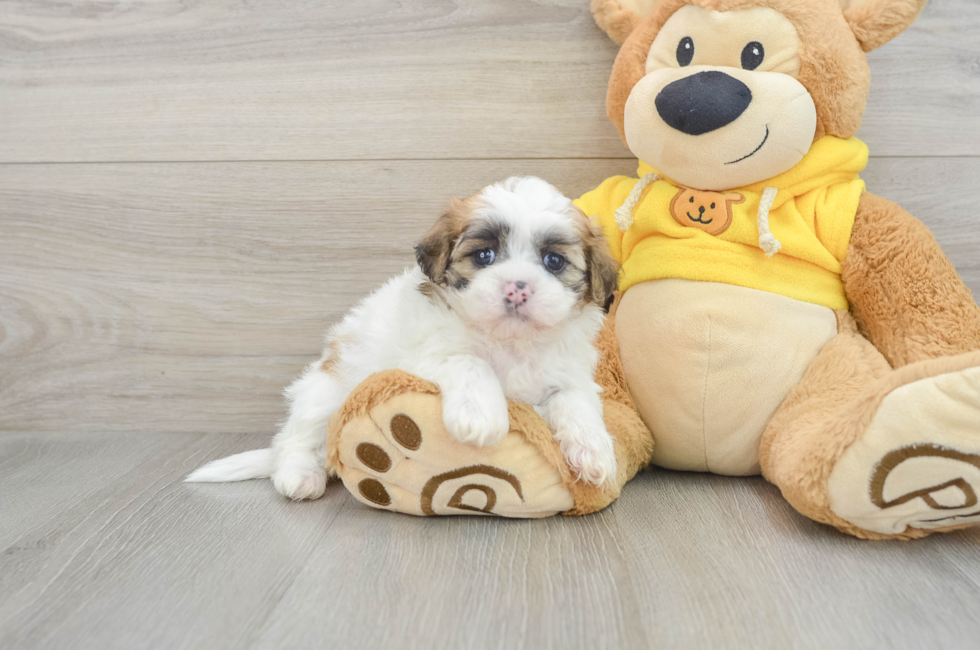 5 week old Teddy Bear Puppy For Sale - Puppy Love PR