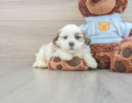 7 week old Teddy Bear Puppy For Sale - Puppy Love PR