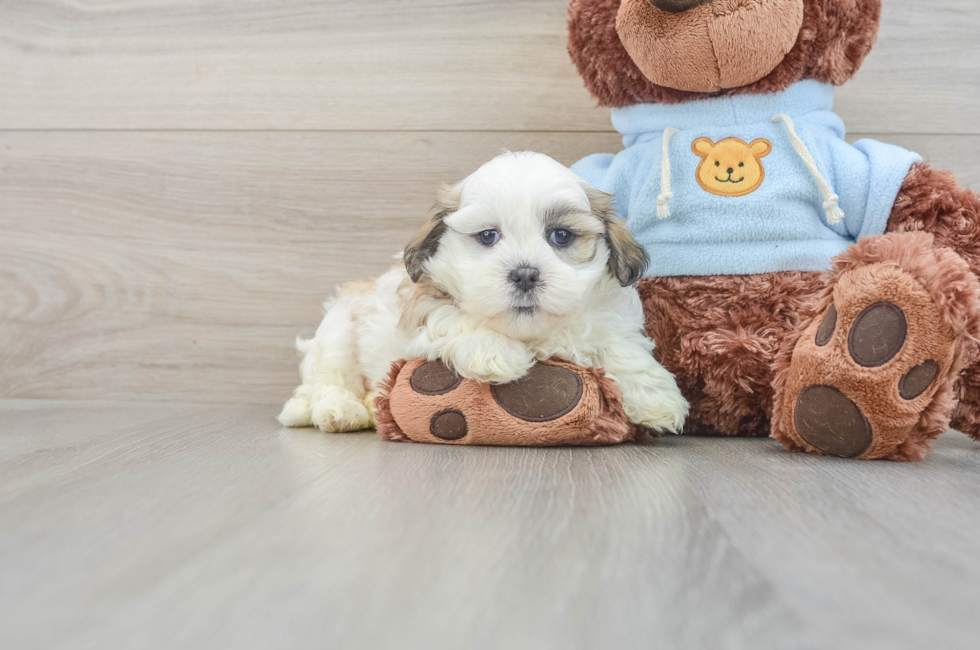 6 week old Teddy Bear Puppy For Sale - Puppy Love PR