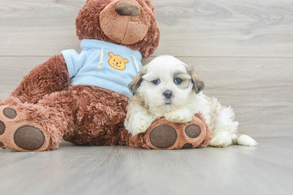 Teddy Bear Puppy for Adoption